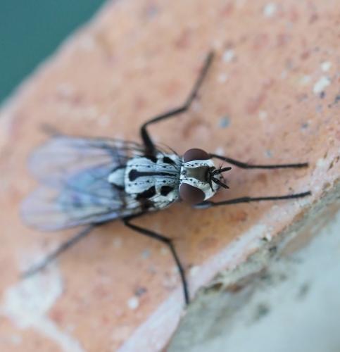 Eustalomyia hilaris